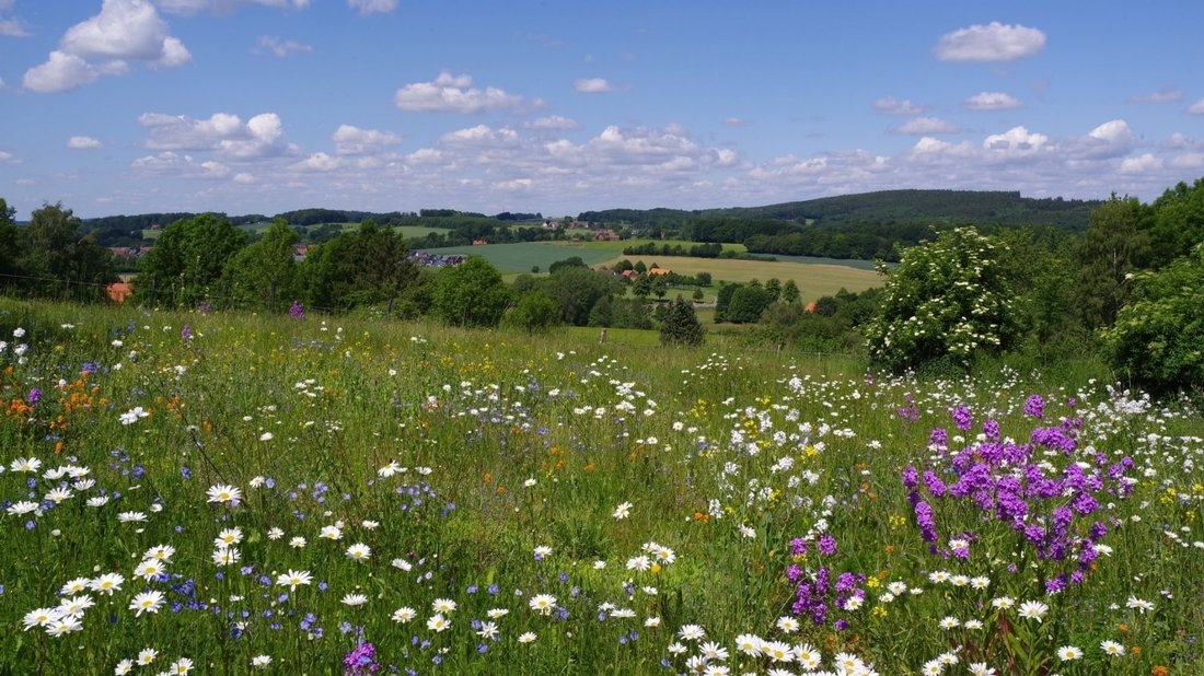 Ein Beispiel für kommunalen Umwelt- und Klimaschutz in Hagen: die für Biodiversität stehende bunte Wildblumwiese in Altenhagen an der Straße Hinter dem Ellenberg. Die hier zu sehende Aufnahme findet sich auch im gerade erschienenen Heimatkalender 2020 des Heimatvereins. Foto: Frauenheim/Heimatverein